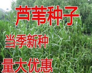 草籽播种的最佳时间是什么时候？如何确保高成功率？
