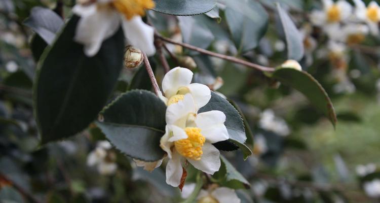 茶花多久开花一次？如何正确养护以促进花期？
