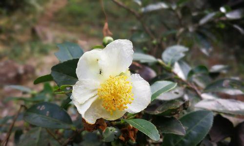 茶花多久开花一次？如何正确养护以促进花期？