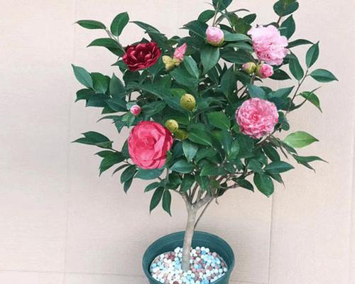 茶花应该放在室内还是室外？如何根据环境选择最佳位置？