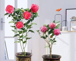 茶花应该放在室内还是室外？如何根据环境选择最佳位置？