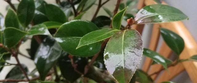 茶花干枯掉叶子怎么办？如何有效拯救您的茶花？
