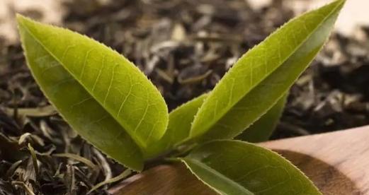 茶花花肥怎么制作？使用过程中应注意哪些问题？