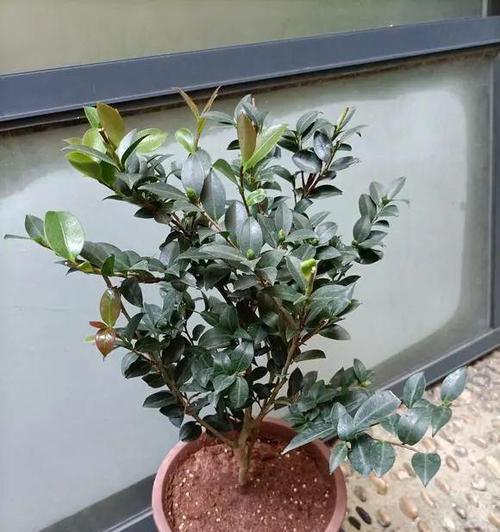 茶花花肥怎么制作？使用过程中应注意哪些问题？
