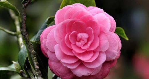 茶花花语是什么？它代表了哪些意义？