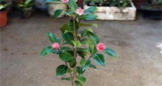茶花什么时候开花？一年能开几次花？