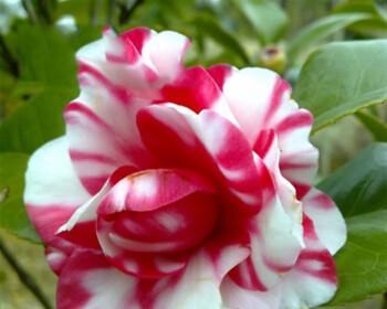 茶花什么时候开花？一年能开几次花？