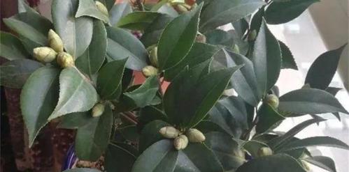 茶花浇水时间是什么时候？如何正确进行浇水？
