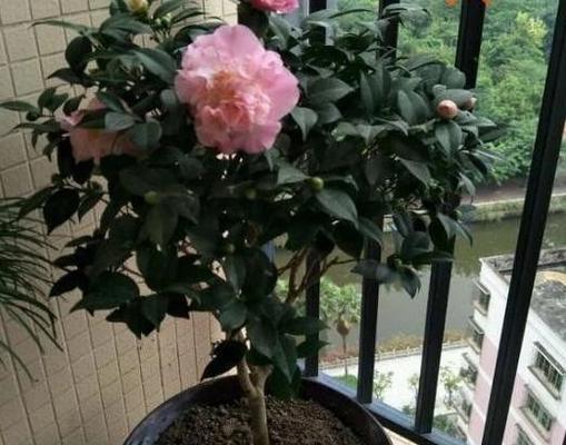 茶花浇水时间是什么时候？如何正确进行浇水？