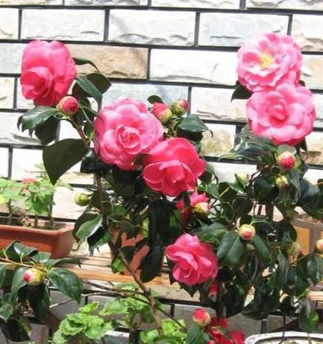 茶花浇水时间是什么时候？如何正确进行浇水？