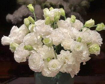 白色桔梗花代表什么？白色桔梗花语的含义是什么？