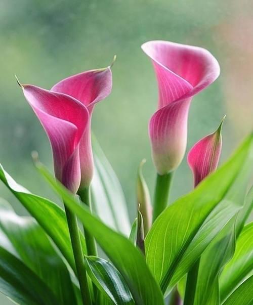 白色马蹄莲代表什么？白色马蹄莲花语的含义是什么？