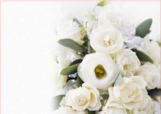 白色玫瑰花代表什么？白色玫瑰花的花语有哪些含义？