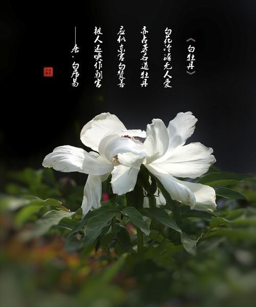 白色牡丹花代表什么？如何理解其象征意义？