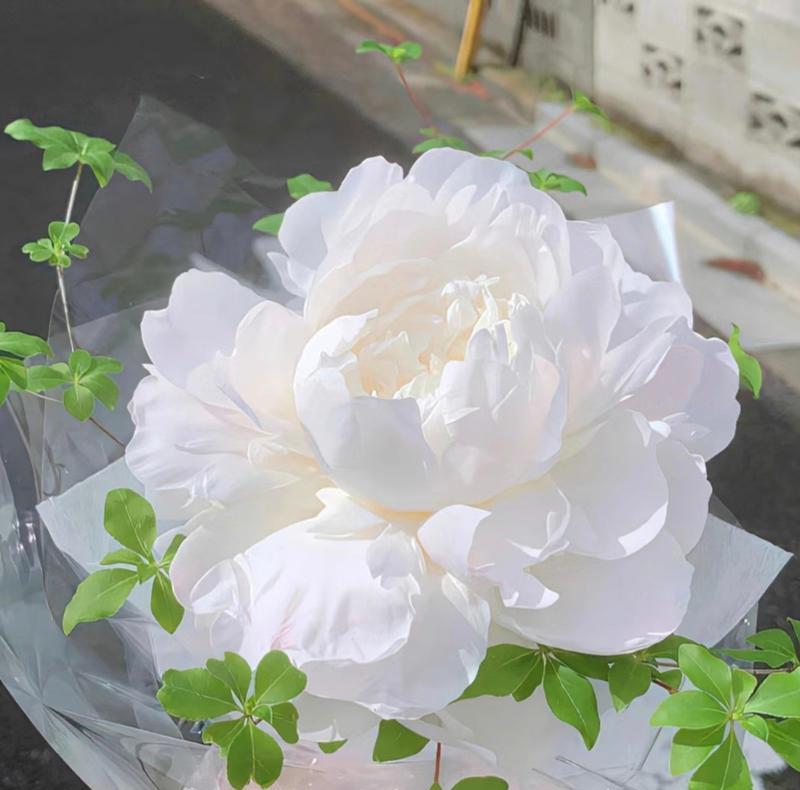 白芍药花语是什么？如何用白芍药表达情感？
