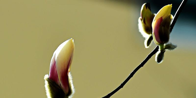 白玉兰的花语有哪些含义？