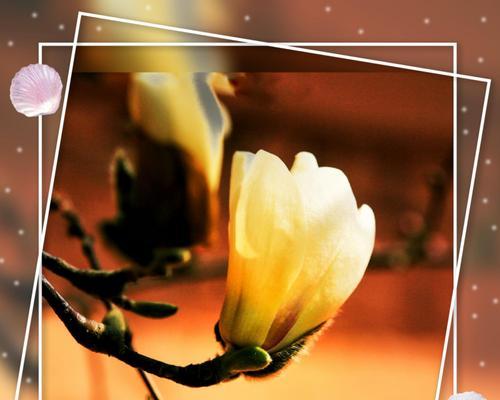 白玉兰花象征着什么？如何理解白玉兰花的深层含义？