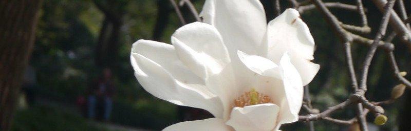 白玉兰花象征着什么？如何理解白玉兰花的深层含义？