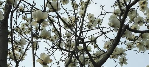 白玉兰花象征着什么？如何理解白玉兰花的深层含义？