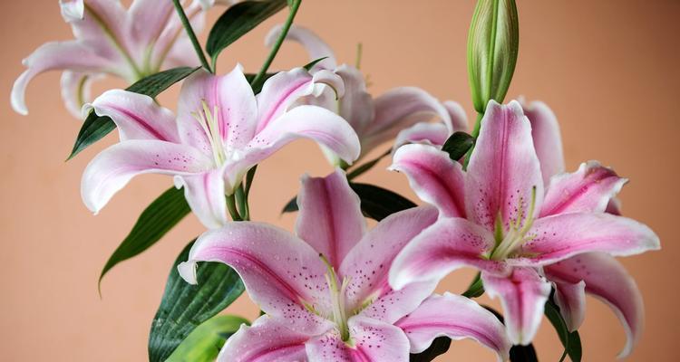百合花象征着什么？不同颜色的百合花有何特殊含义？