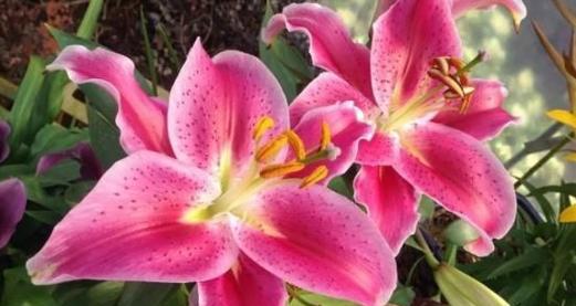 百合花花语是什么意思？百合花的含义有哪些常见问题？