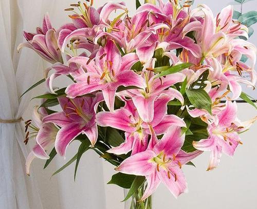 百合花花语是什么意思？百合花的含义有哪些常见问题？
