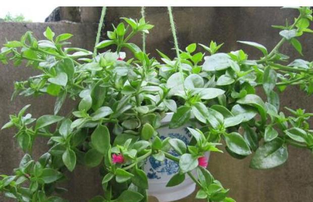 牡丹吊兰秋天会开花吗？如何确保秋季开花？