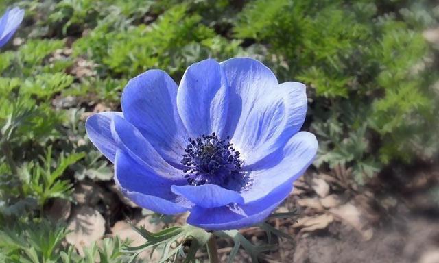牡丹吊兰秋天会开花吗？如何确保秋季开花？