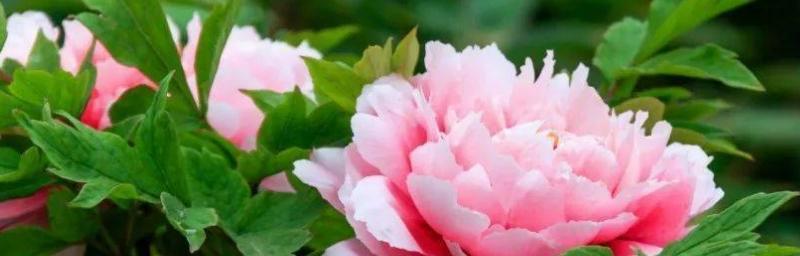 牡丹花代表什么象征意义？如何理解牡丹花的文化内涵？