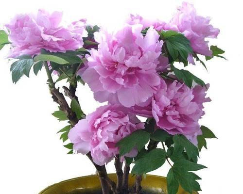 牡丹花好养活吗？如何确保牡丹花开得更鲜艳？