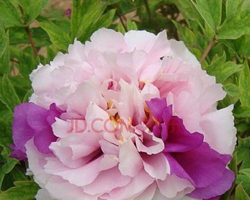 牡丹花施什么肥效果最佳？施肥技巧有哪些？