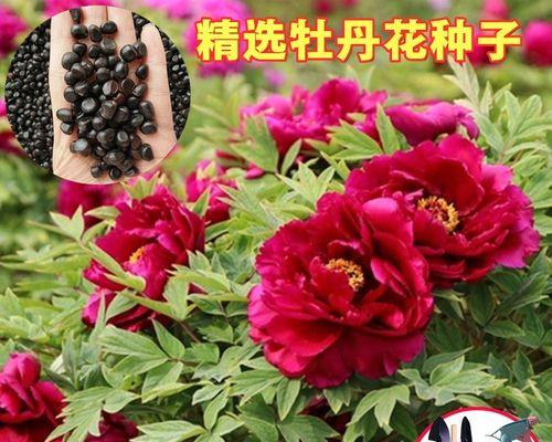 牡丹花施什么肥效果最佳？施肥技巧有哪些？