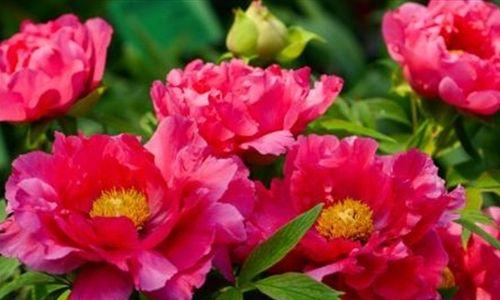 牡丹花什么时候开花？花期是几月份？