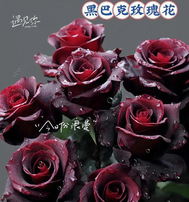 1098朵玫瑰花代表什么？图片展示的含义是什么？