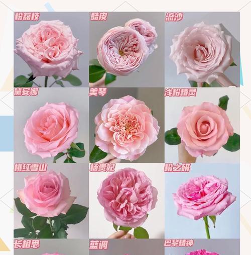 853朵玫瑰花的含义是什么？这个数量的玫瑰花是真的吗？