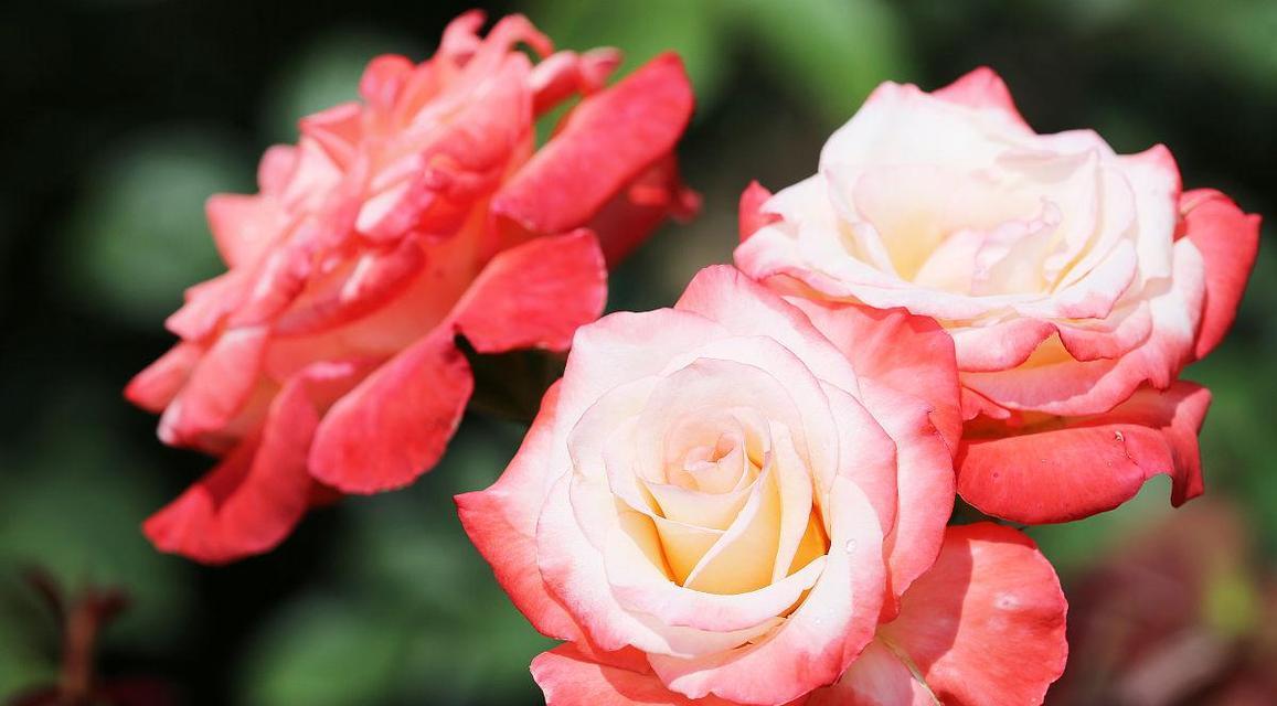 830朵玫瑰花代表什么含义？如何用英语表达？