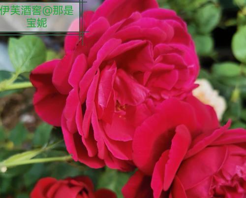 五朵玫瑰花颜色不同各自代表什么含义？