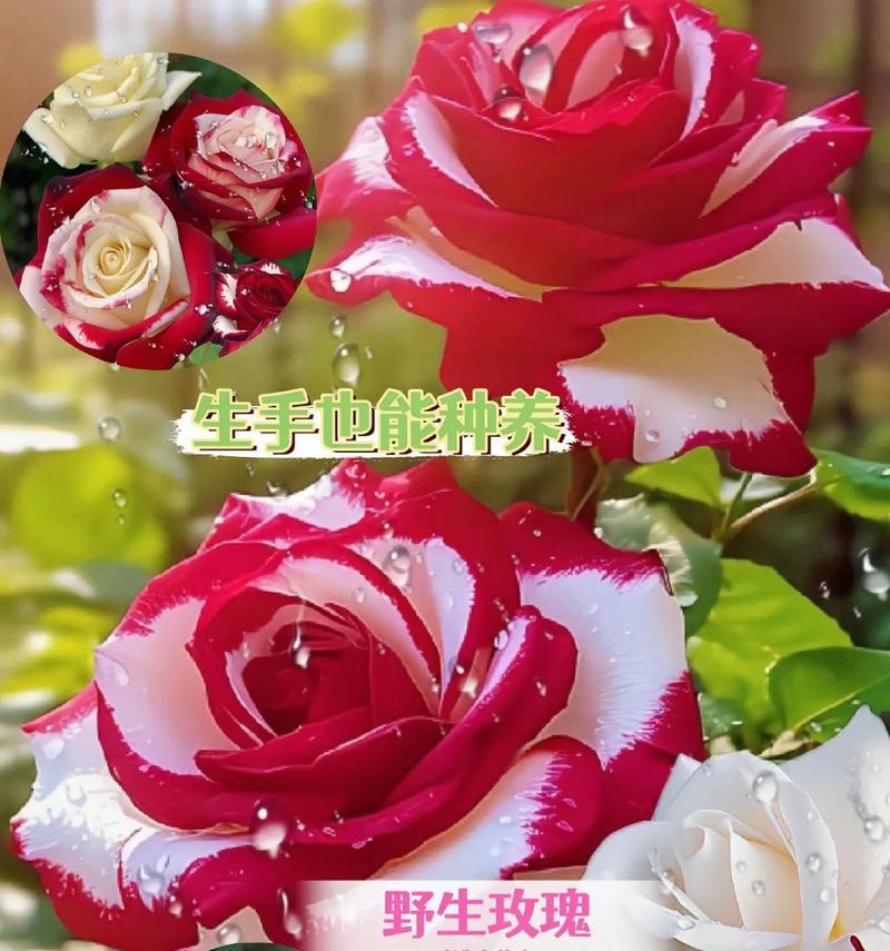 两朵玫瑰花代表什么？它们的含义和象征是什么？