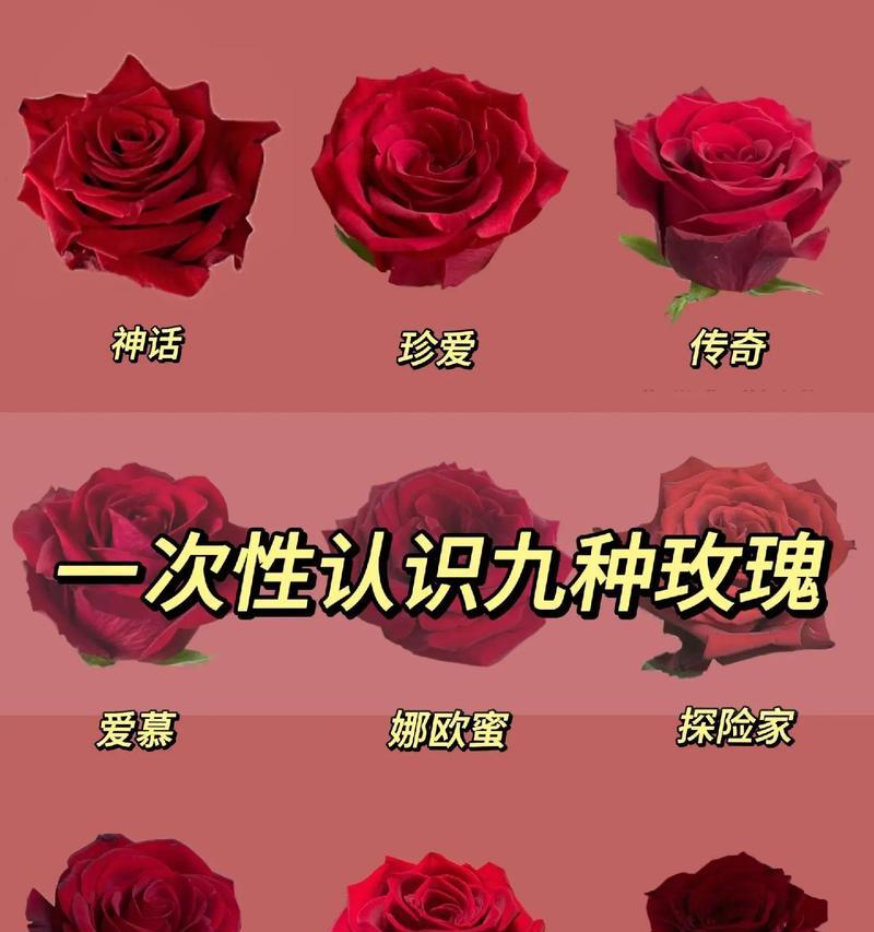 2299朵玫瑰花的英语怎么说？代表了什么？