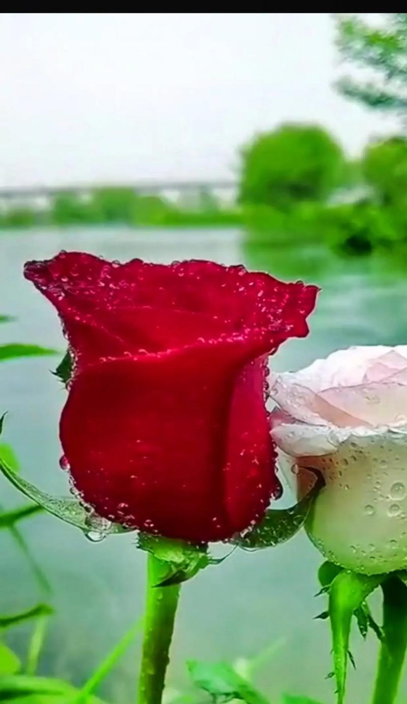 2299朵玫瑰花的英语怎么说？代表了什么？