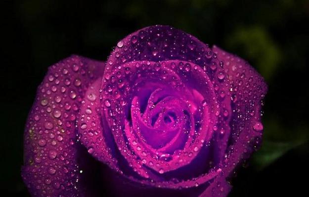 10朵紫色玫瑰象征哪个生肖？图片展示寓意。