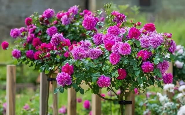 盆栽树状月季花真好看