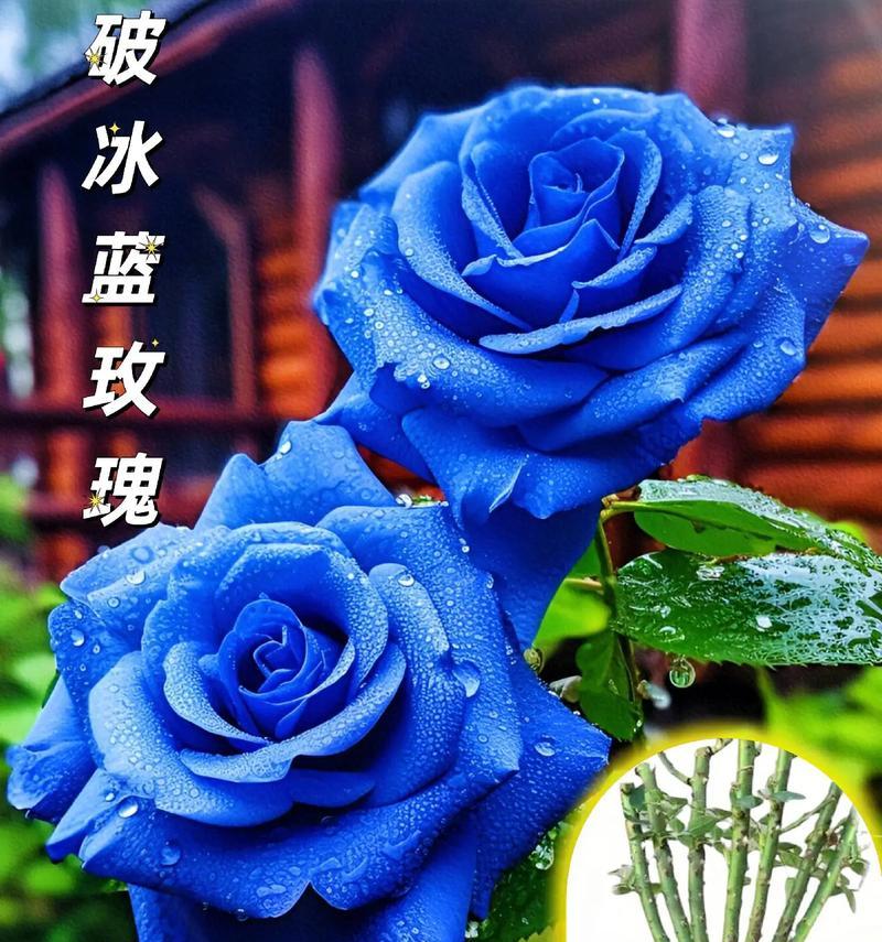 红玫瑰和蓝玫瑰只能有一个吗