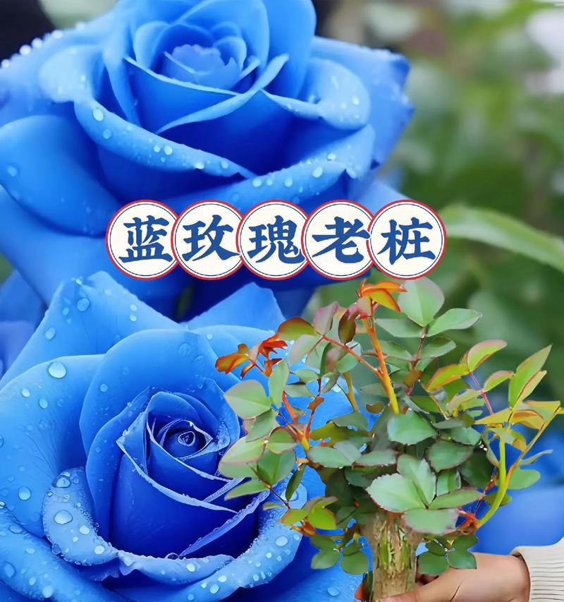 红玫瑰和蓝玫瑰只能有一个吗