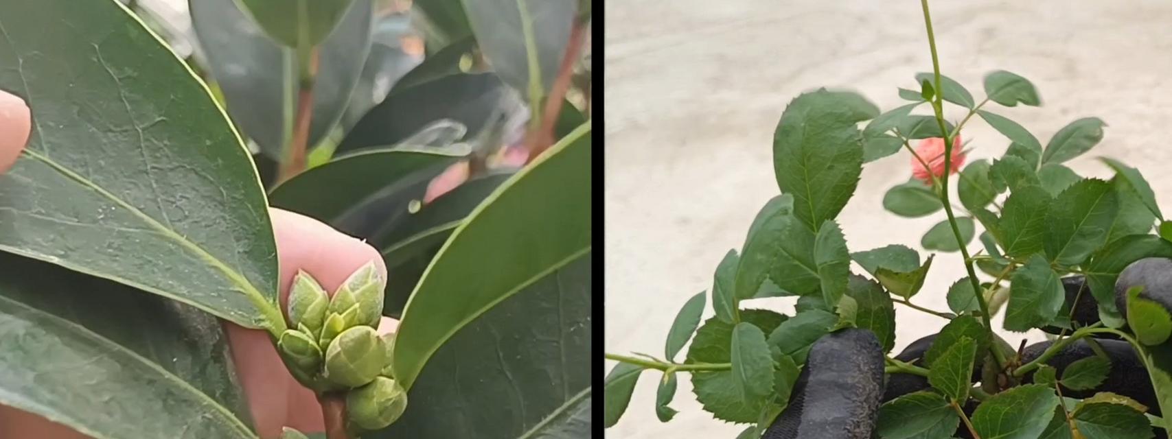 茶花嫁接月季花的养护方法有哪些