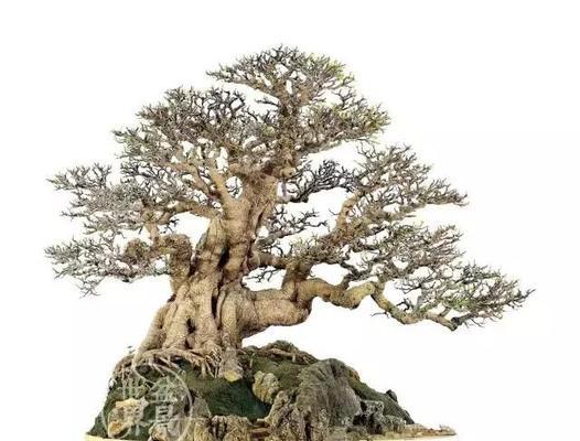 家族盆景图片大全欣赏简单