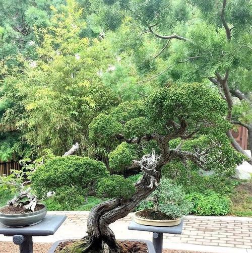 100平米院子盆景图片大全大图简单