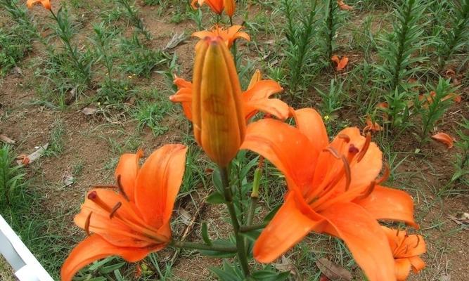 刺玫瑰中出现百合花语有何特殊含义？