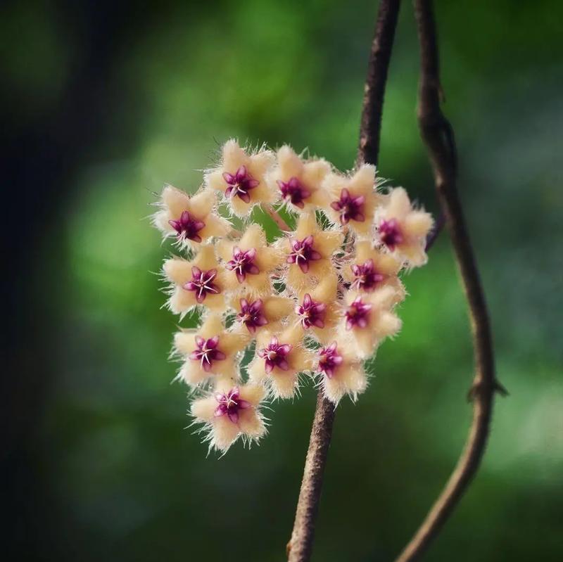 何如这个名称代表什么植物？这种植物的特性是什么？