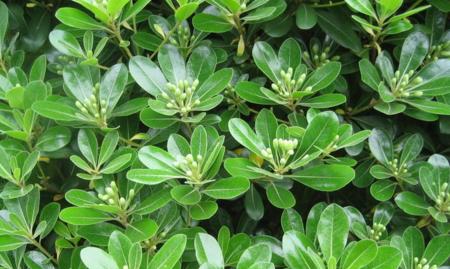 何如这个名称代表什么植物？这种植物的特性是什么？